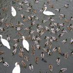 Vánoce trávíme pohromadě