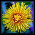 Pampeliška zimní ...