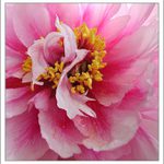 ...tanečnice v růžovém....