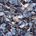 ojínělé listí ...