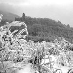 "Ledové království"