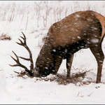 Jelen napodobující pštrosa