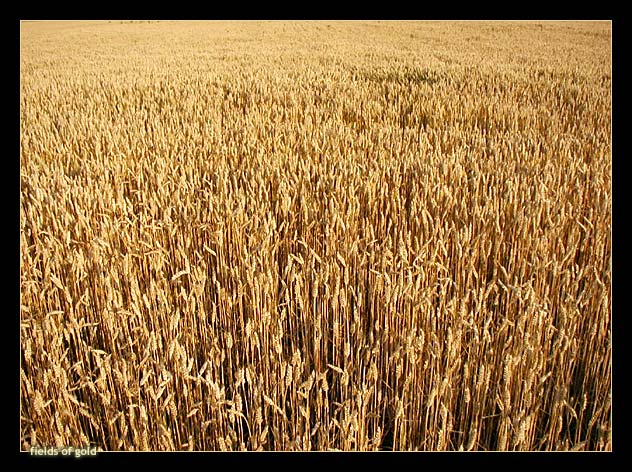 Fields of Gold