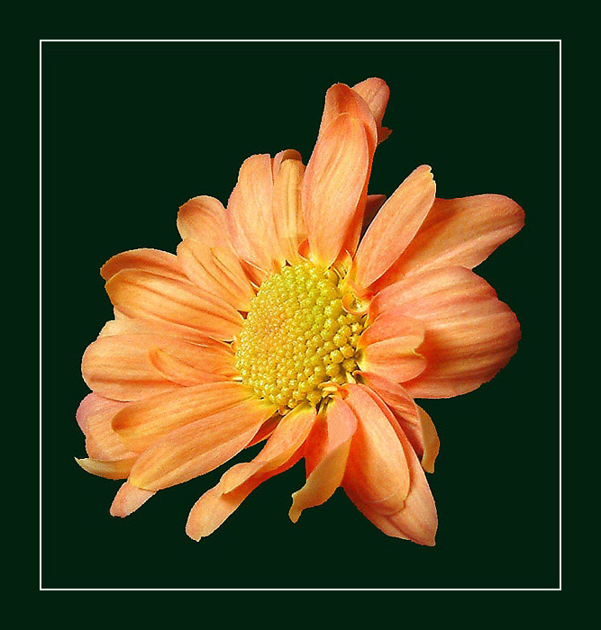 Zase jedna neučesaná...