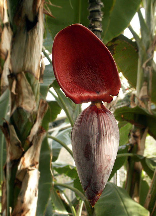 Z botanické zahrady