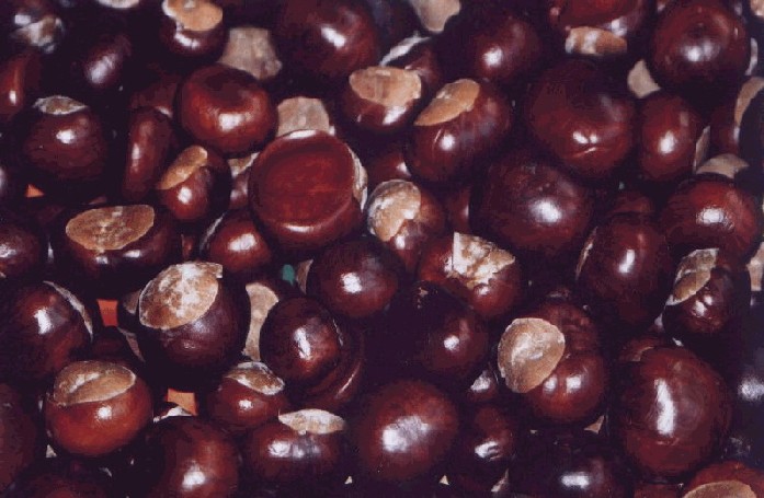Úroda