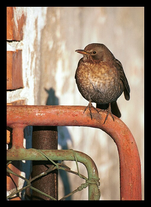 The bird