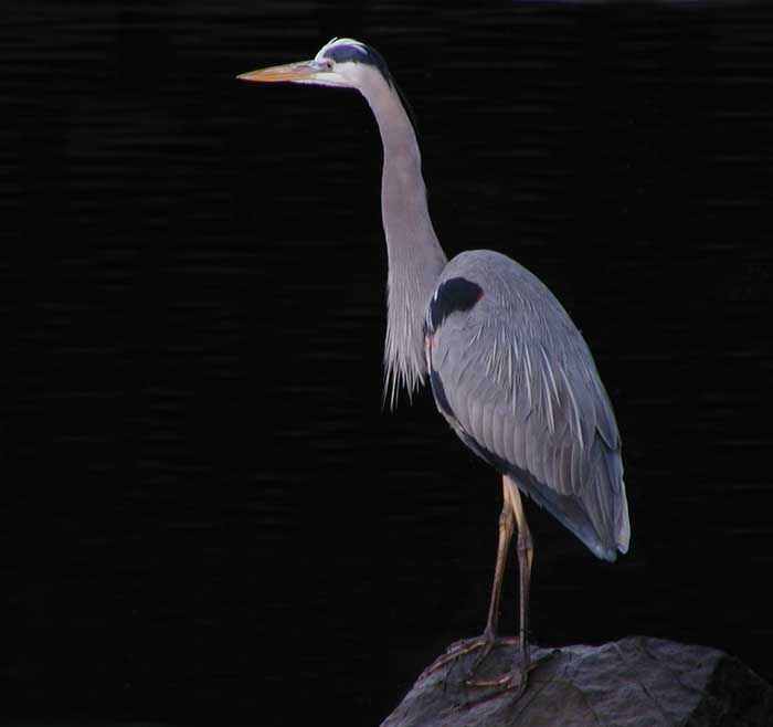 The Great Blue Heron