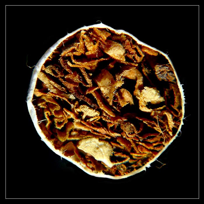 Cigareta