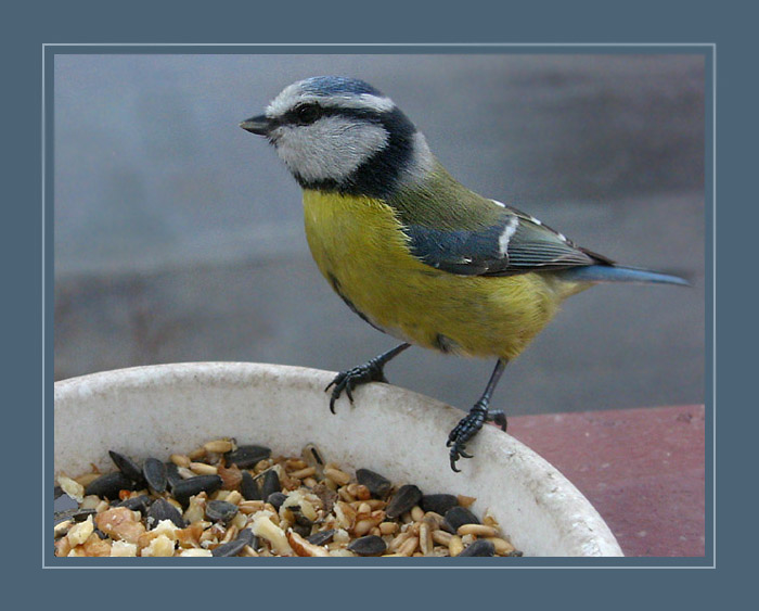 Ráno na okenní římse III.