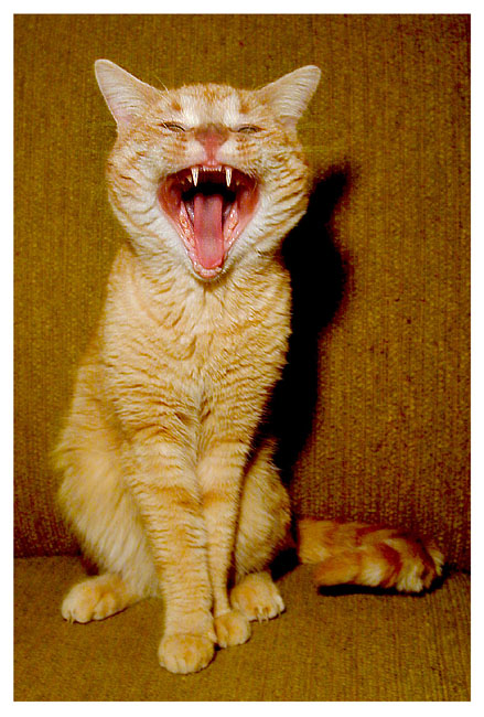 Oliver