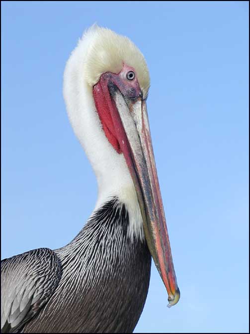 Pelikan