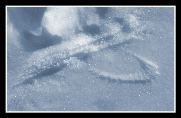 ...skamenelina...