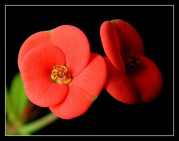 Euphorbia....