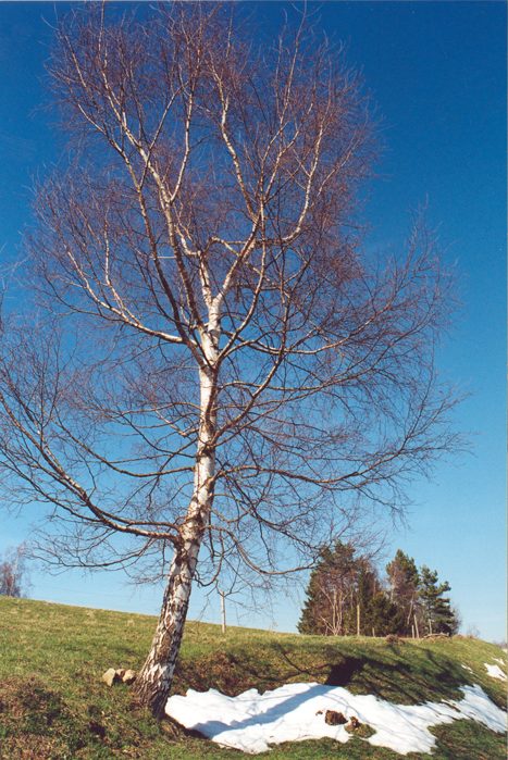 Jaro přichází