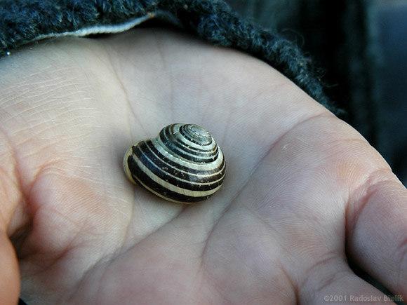 Bol raz jeden slimak :)