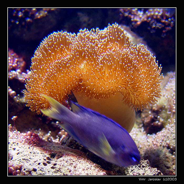 RED SEA - I.