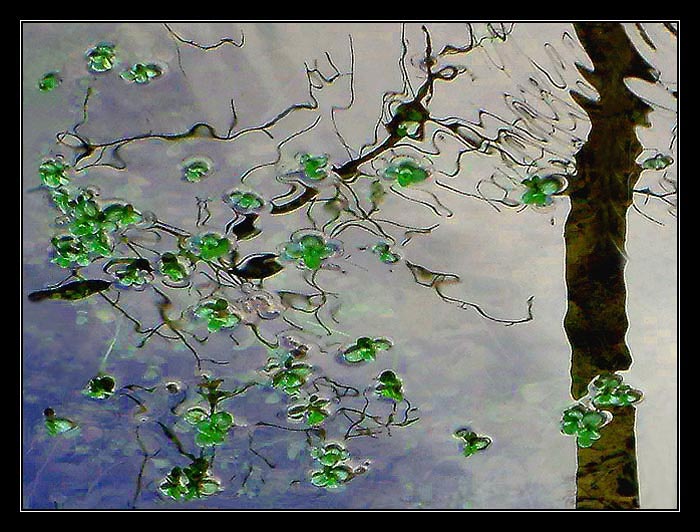 Tůňka se zelená i v zimě....