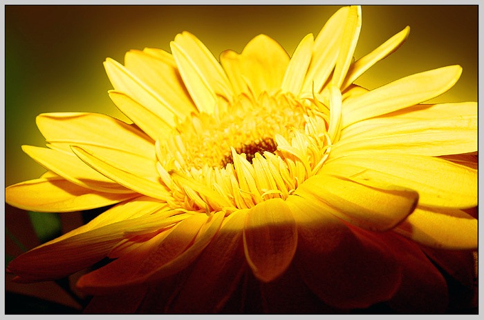 Gerbera
