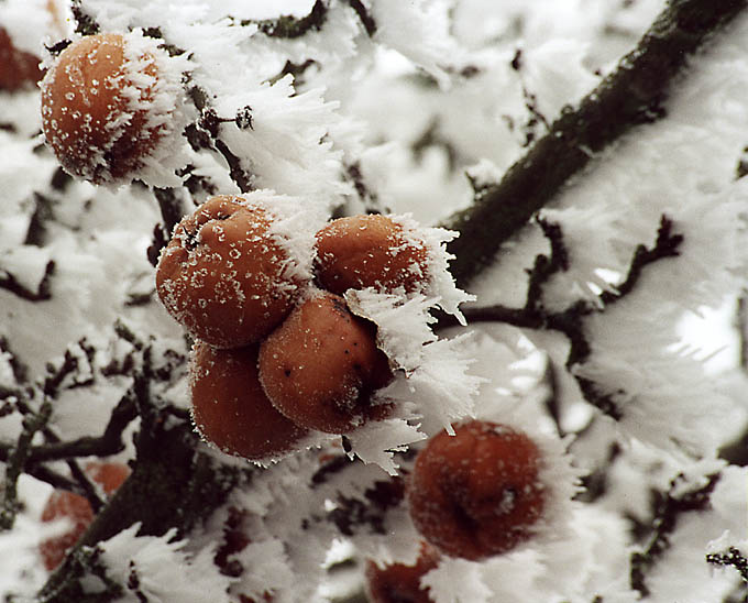 prošvihnutá sklizeň...