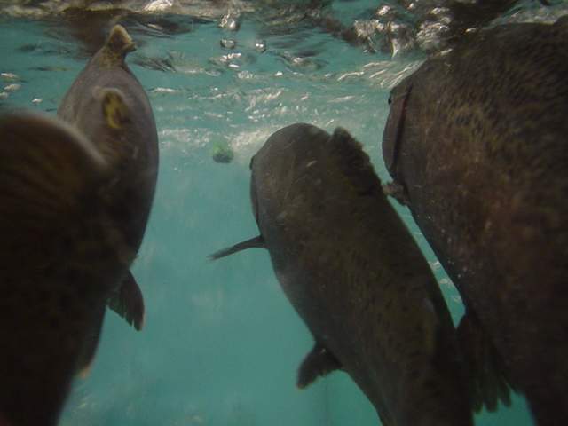 swimming in your ocean