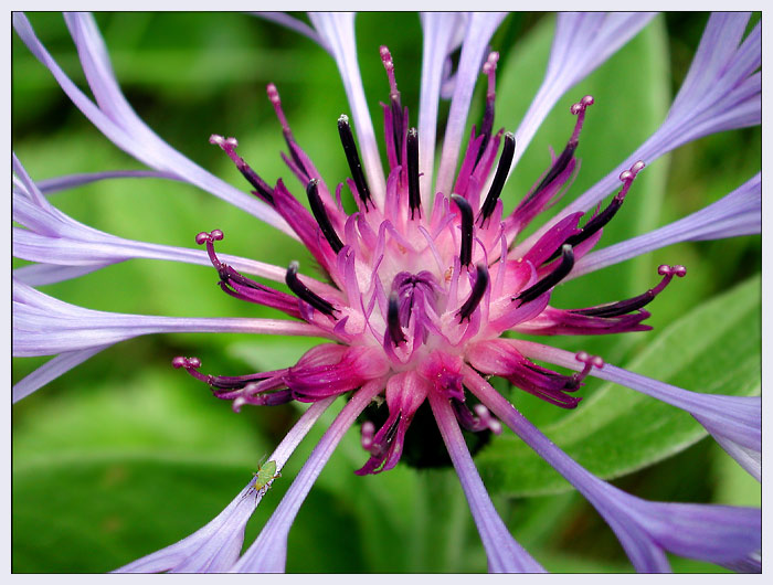 velký svět malého brouka