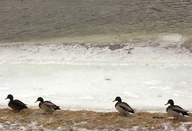 Dive kacky (kachny)