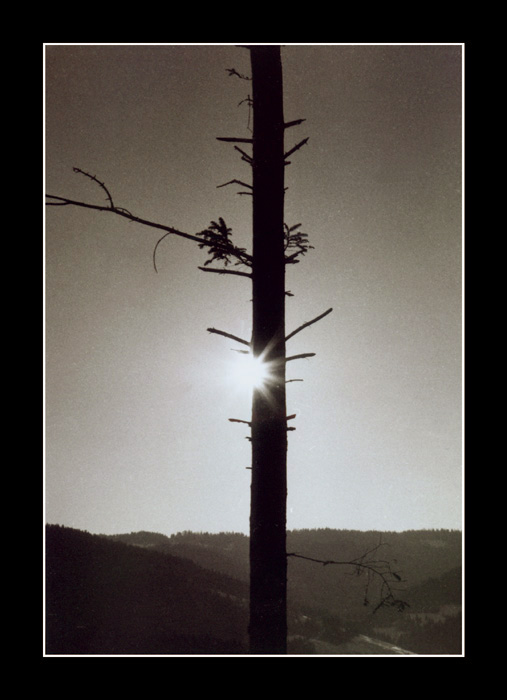 Novoroční strom