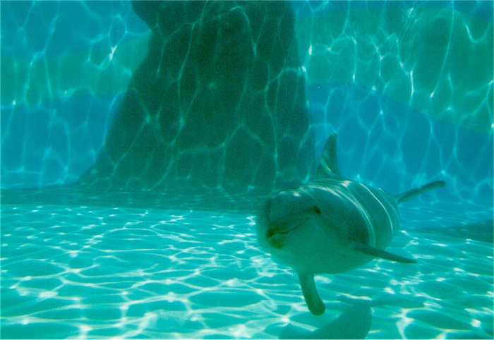 delfinárium