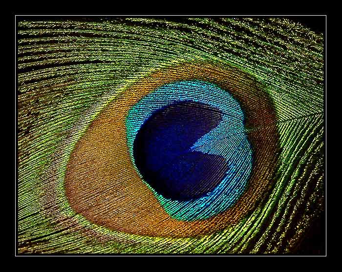 Ztratil svou ozdobu....