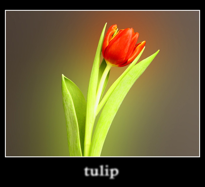 Tulipán