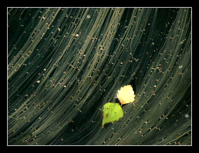 Set.Kání v Ža.Binci