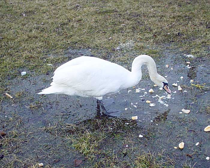 labuť
