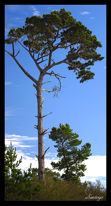 His Majesty TREE
