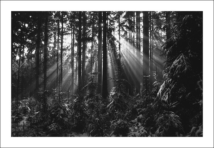 Les, sníh a teplá fronta ;-)