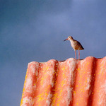 Břehoun rudonohý, prý.