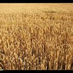 Fields of Gold