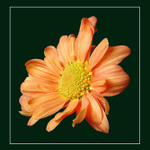 Zase jedna neučesaná...