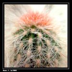 Chlupatý kaktus -II.