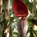 Z botanické zahrady
