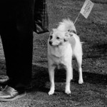 Na výstavě voříšků