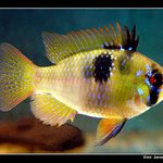 Pro Martina Peštu.APISTOGRAMA