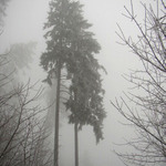 Strom v mlze