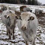 Krávy