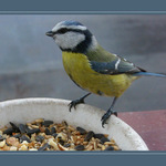 Ráno na okenní římse III.