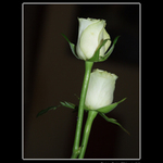 S lítostí v srdci oznamujeme..