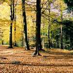 Podzim na Křemešníku