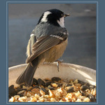 Ráno na okenní římse VI.