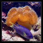 RED SEA - I.