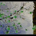 Tůňka se zelená i v zimě....